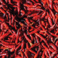 Red-Chilli_2